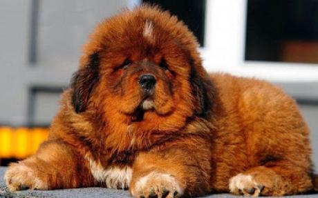 Tìm hiểu về giống chó Ngao Tây Tạng. Giá bán của giống chó “khổng lồ” nhất hành tinh.