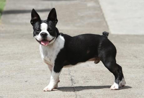 Bật mí bí mật về “Quý ông người Mỹ” - chó Boston Terrier