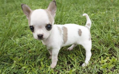 Cách chăm sóc một chó Chihuahua như nào? Giá thành của giống chó “siêu tí hon”.