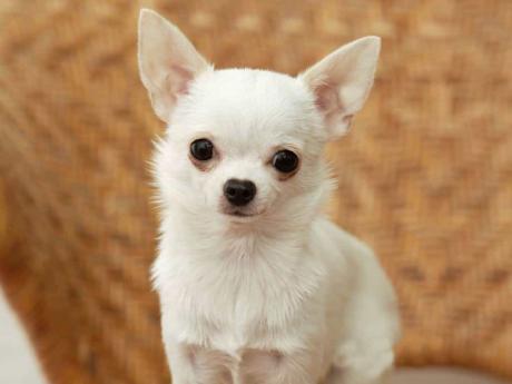Đặc điểm chó Chihuahua thuần chủng. Những lưu ý khi chăm sóc giống chó “siêu mini” trên thế giới.