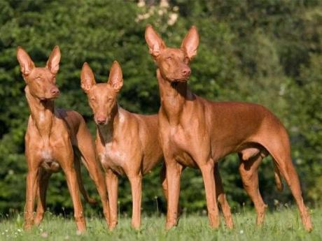 Chó Ai Cập - Loài chó hoàng gia đến từ vùng đất của các Pharaoh