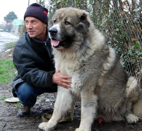 Chó Caucasian - “Chó Ngao” Nga chăn cừu đầy kiên trung và mạnh mẽ