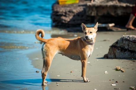 Chó Phú Quốc- Một trong số “Tứ Đại Quốc Khuyển”. Cách chăm sóc và giá bán của chúng trên thị trường